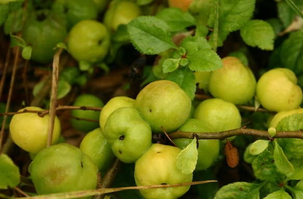 Cidonijas